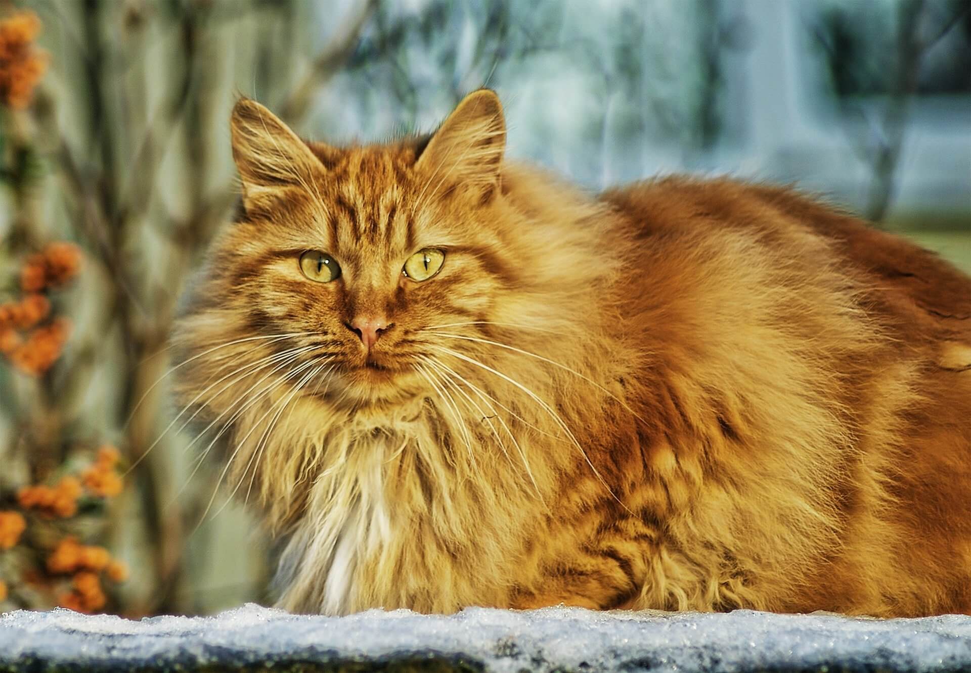 Gato dos Bosques da Noruega