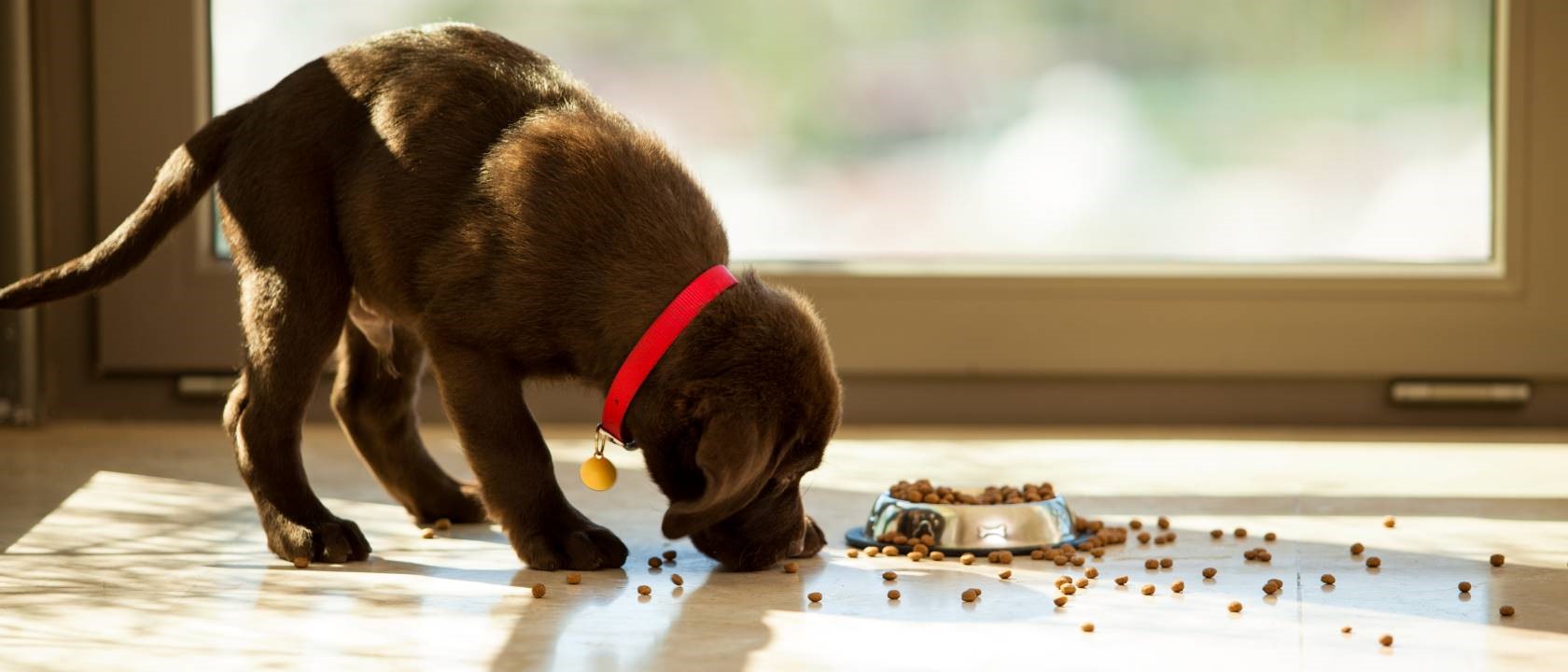 Melhor ração para Cão