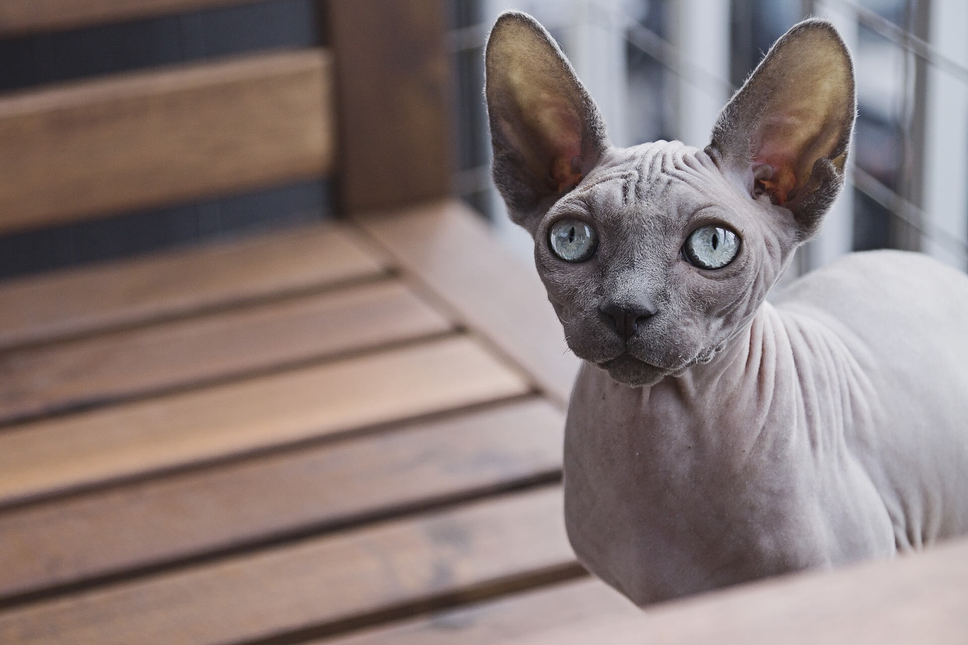 Gato Sphynx