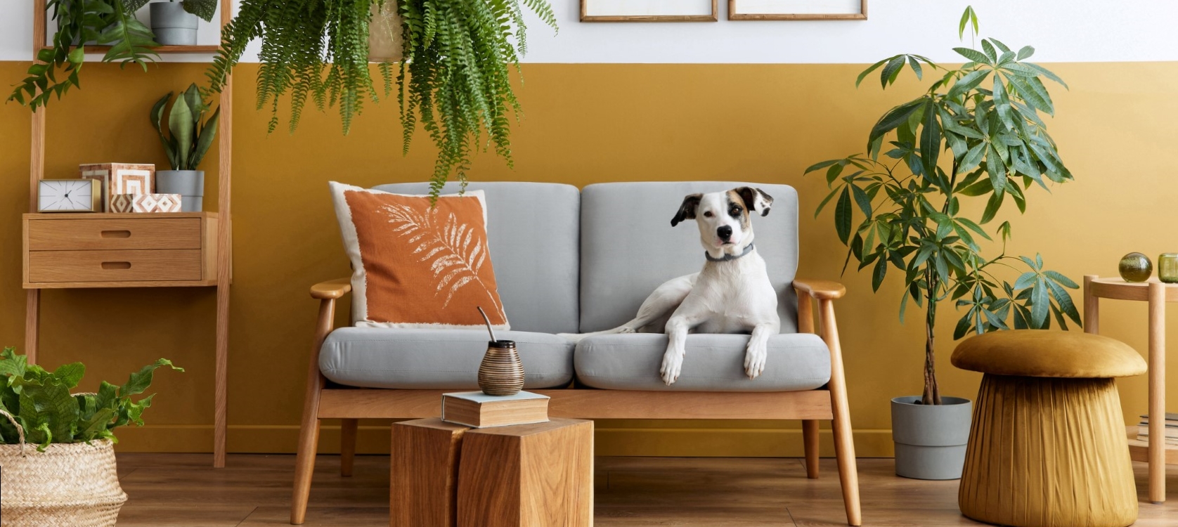 Plantas Tóxicas para Cães e Gatos