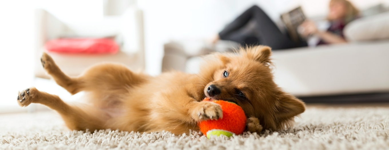 Raças De Caes Pequenos
