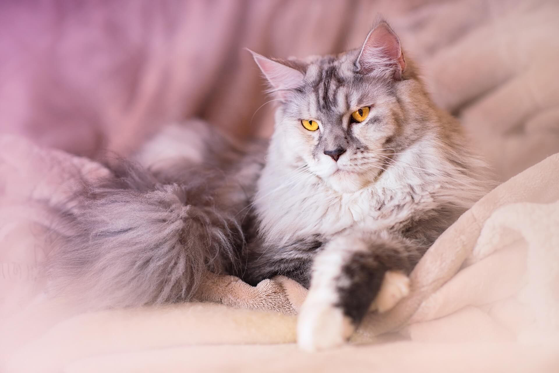 Maine Coon: comprimento e tamanho