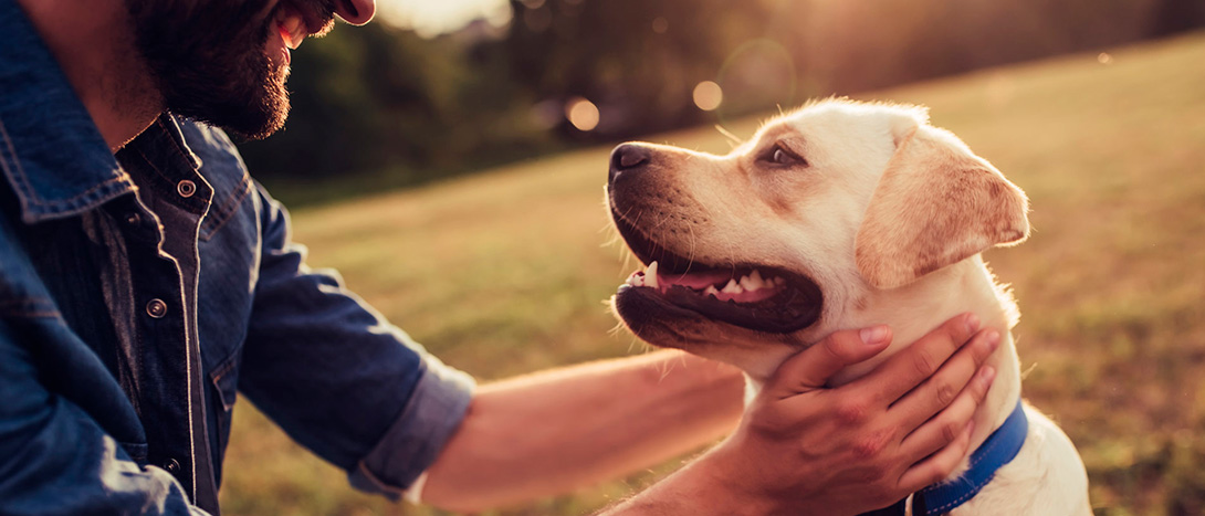Snacks e Biscoitos para Cão