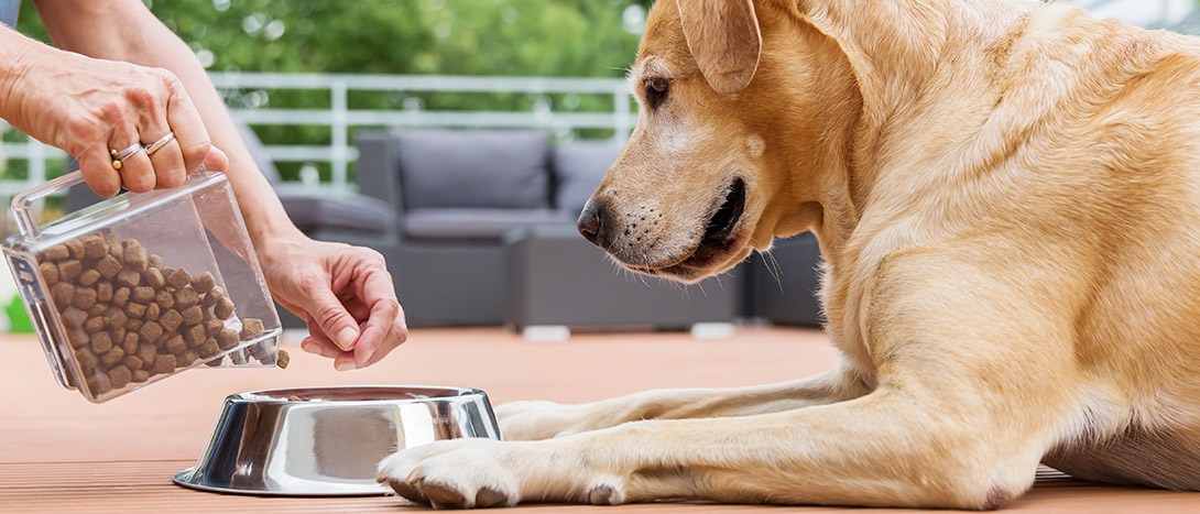 Suplementos para cães