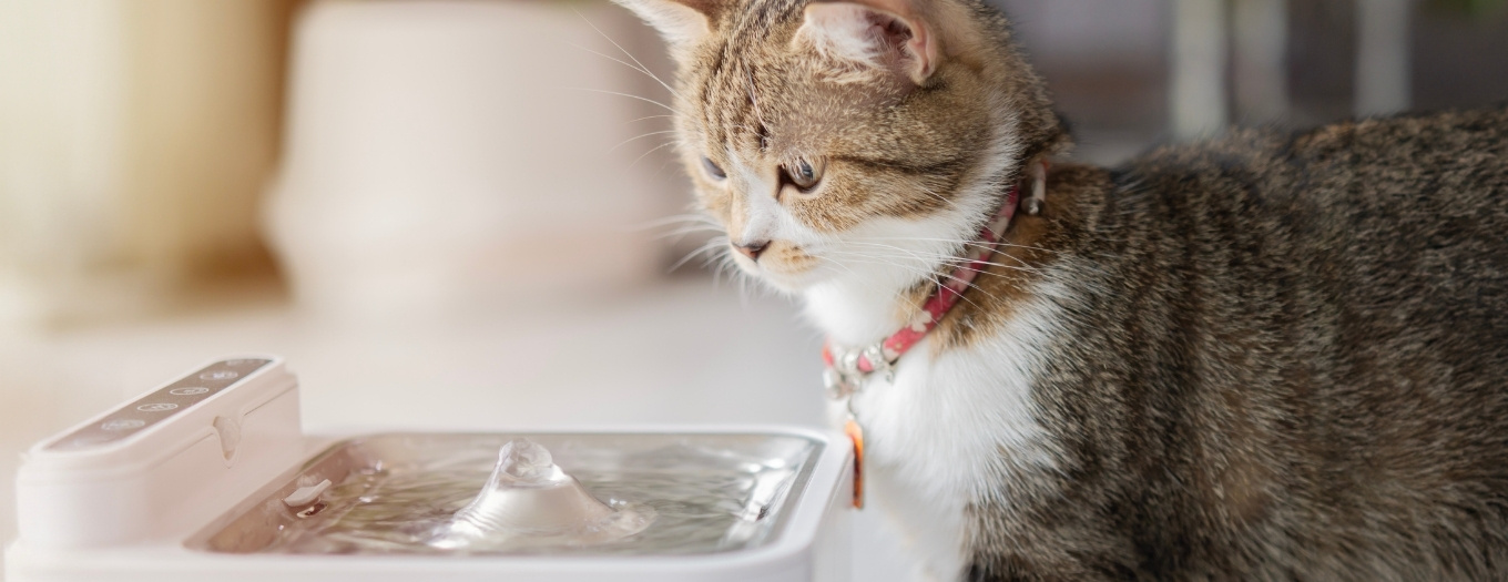 Bebedouros Fontes Para Gatos