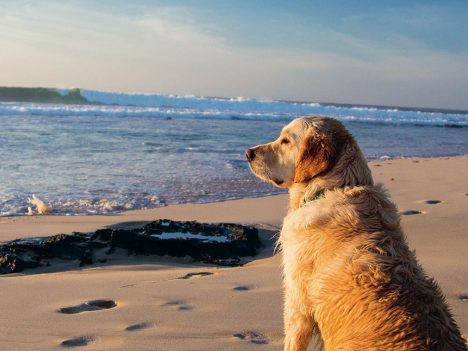 Férias com animais de estimação