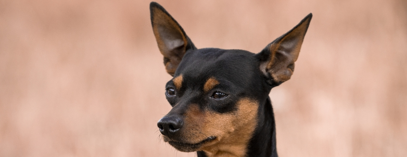Pinscher