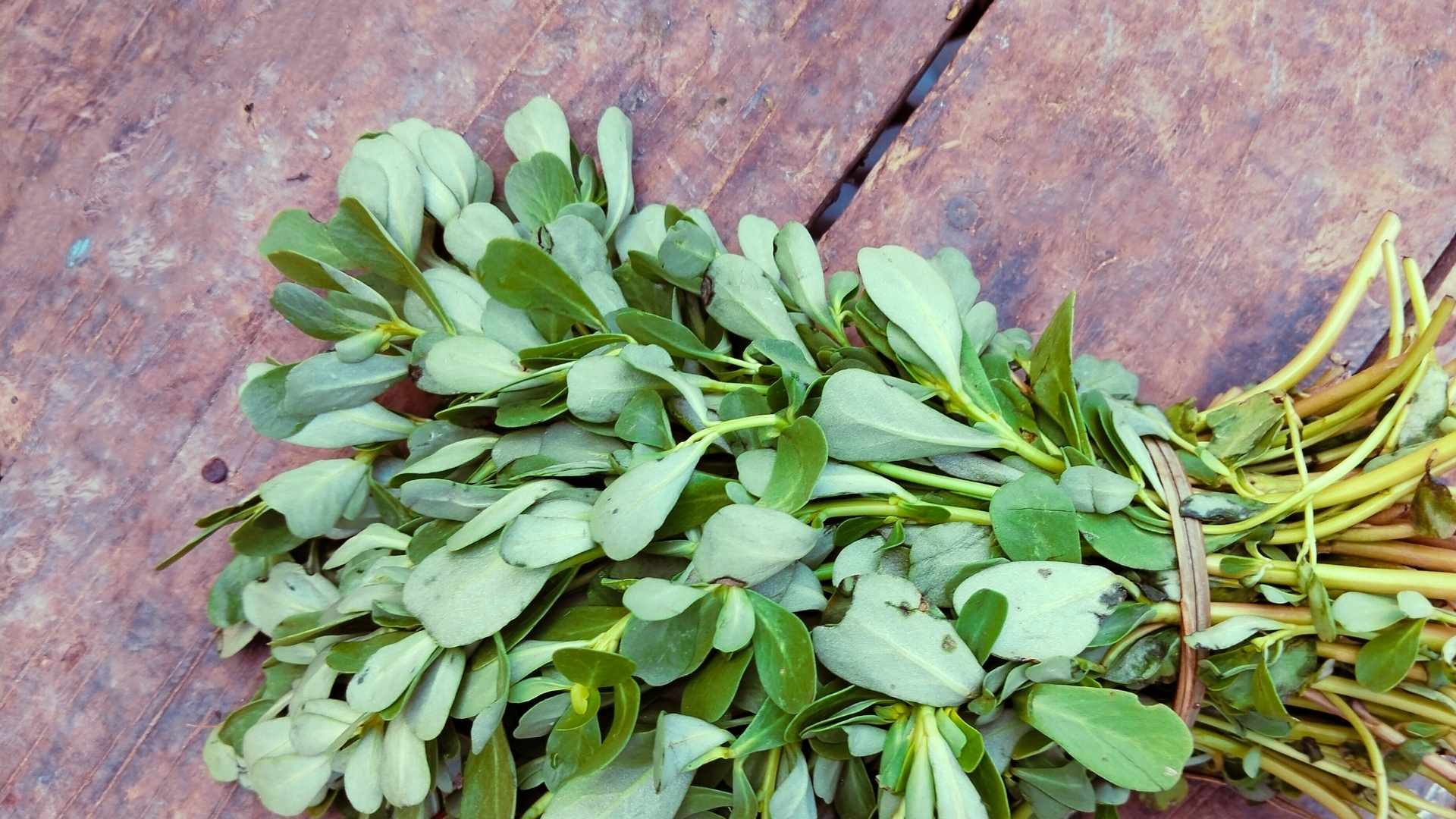 Beldroegas Beneficios