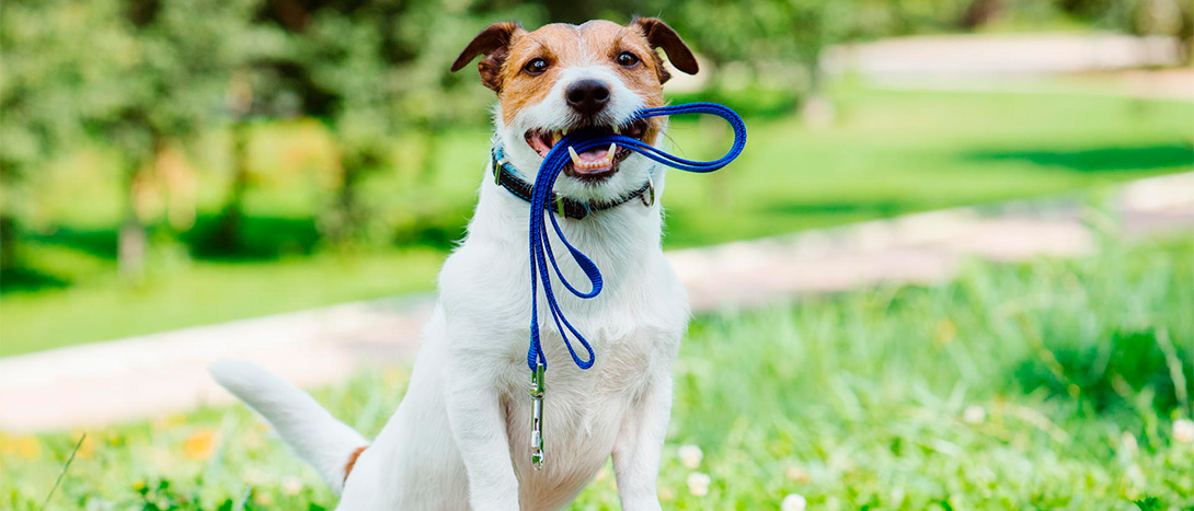 Passear Cão